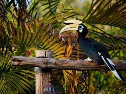 Near to Feeding Hornbill Area